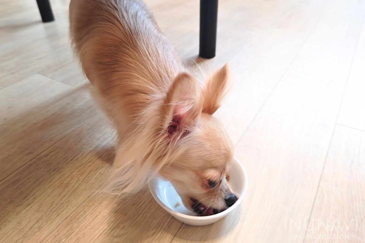 タミーレシピ　鶏わんこそばを食べる愛犬